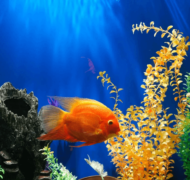 Fish tank